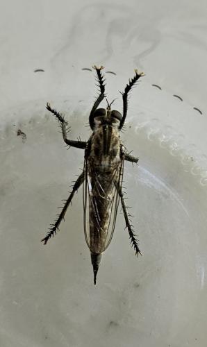 Réf. 329 829 : Machimus cyanopus
